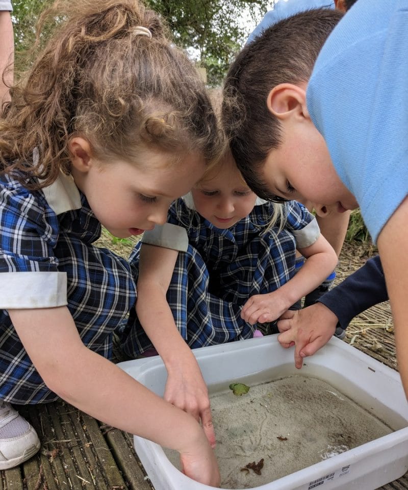 Pinewood School Reception children pond dipping