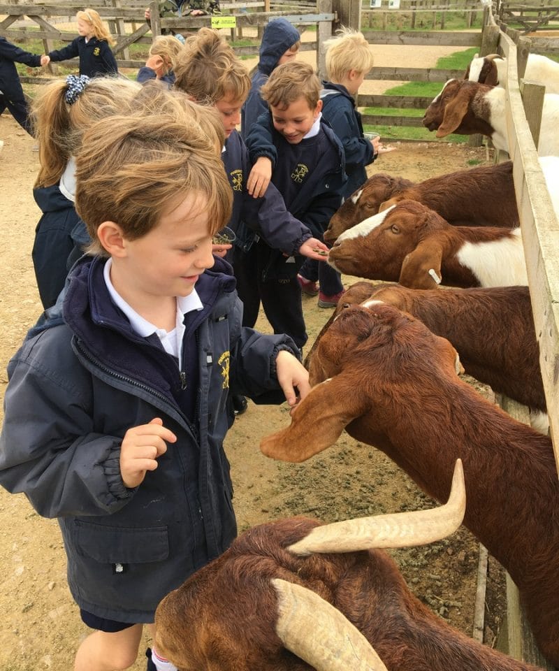 Pinewood Pre-Prep Year 2 children on a trip to Cotswold Farm Park